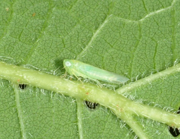 Figure 5. Potato leafhopper migrates from southern overwintering areas each summer.