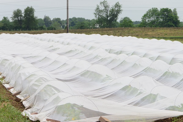 Figure 1. Row covers protect young plants from many insect pests.
