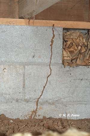 (a) mud tunnels, (b) swarmers, (c) damaged wood with soil in the galleries.
