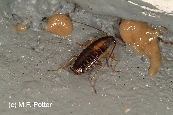 Gel baits applied with a syringe are often the most effective way to control cockroaches. Many smaller bait placements work better than a few large ones.
