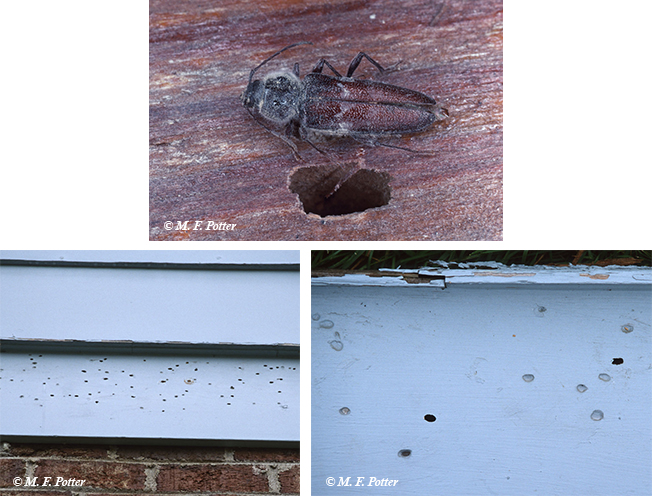 emergence holes