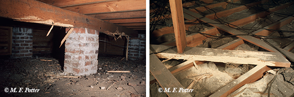 Significant damage can occur in humid, poorly ventilated crawlspaces and attics.
