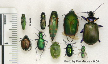 EAB lookalikes