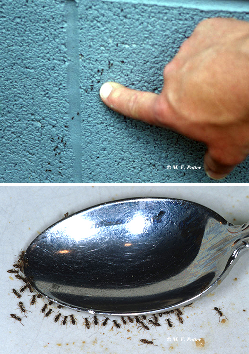 Ants foraging indoors often originate from outside the building.