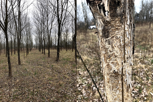 EAB