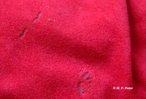 Feeding damage caused by carpet beetles