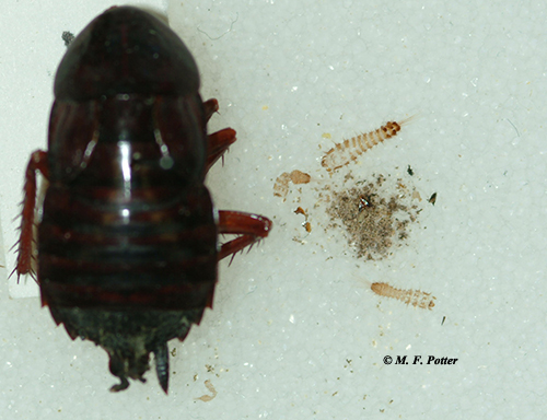 Carpet beetles also scavenge on dead insects (note the shed skins and debris beside the cockroach carcass)   