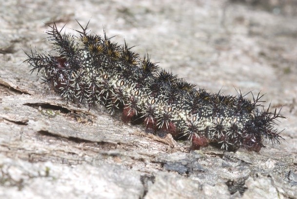 buck moth