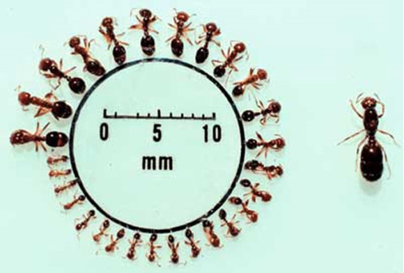 Fire ant workers are not a standard size