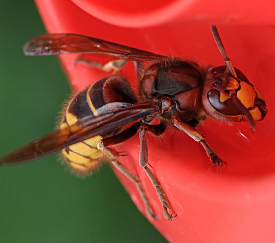 Adult European hornets have a yellow abdomen with dark brown patterns while the thorax and head tend to have a darker red color