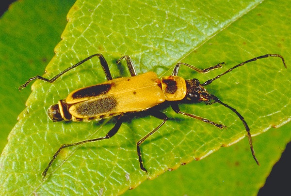 adult soldier beetle