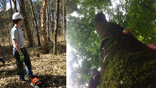 Tree Removal