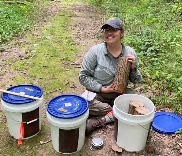 Field collecting laurel wilt disease infected sassafras assures a ready supply of redbay ambrosia beetles for RNAi research. May, 2022