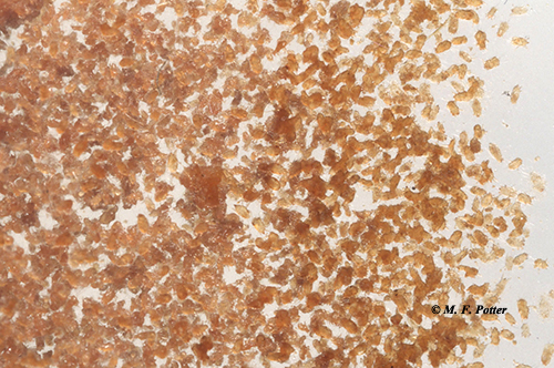 Mites infesting a bag of pet food.