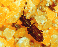 Sawtoothed Grain Beetles