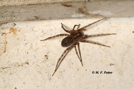 The cellar spider and wolf spider are common in buildings. Both are harmless.