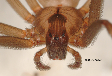 Brown recluse spiders have a fiddle-shaped marking and three pairs of eyes, arranged in a semi-circle.