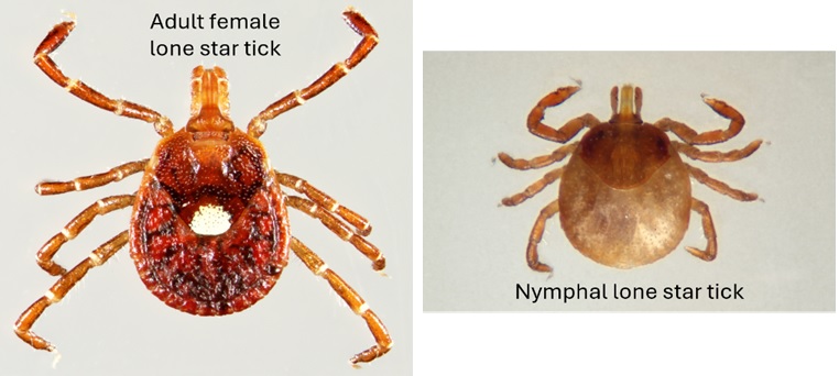 lone star tick stages