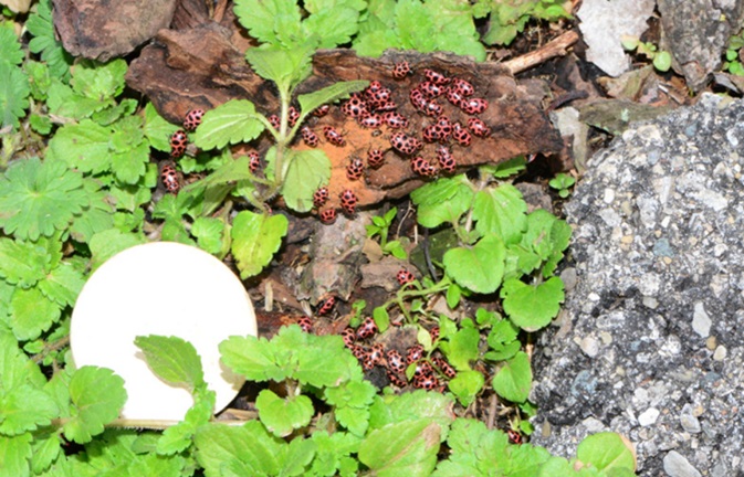 Figure 3.  PSLB overwintering site underneath bark and is association with winter annual plants.  Diameter of white disk is 1.5 inches.