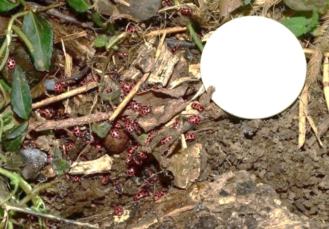 Figure 4. Overwinter location of PSLB underneath plants and other debris.  White disk is 1.5 in. diameter.